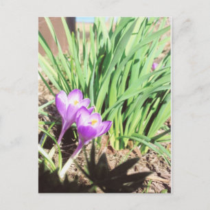 Grandma's Spring Garden Postkarte