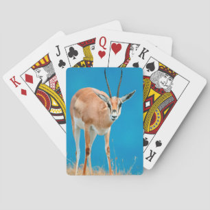 Grant-Gazelle (Gazella Granti) weibliches Portrait Spielkarten
