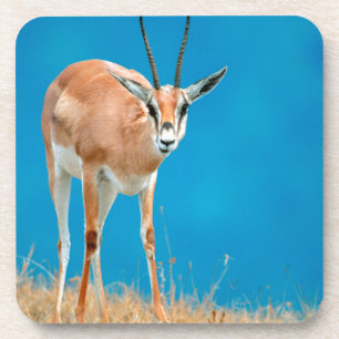 Grant-Gazelle (Gazella Granti) weibliches Portrait Untersetzer