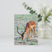 Grant Gazelle Loner Postkarte (Stehend Vorderseite)