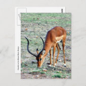 Grant Gazelle Loner Postkarte (Vorne/Hinten)