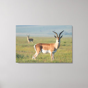 Grant-Gazelle, Ngorongoro-Krater, Ngorongoro Leinwanddruck