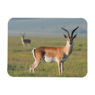 Grant-Gazelle, Ngorongoro-Krater, Ngorongoro Magnet