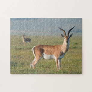Grant-Gazelle, Ngorongoro-Krater, Ngorongoro Puzzle