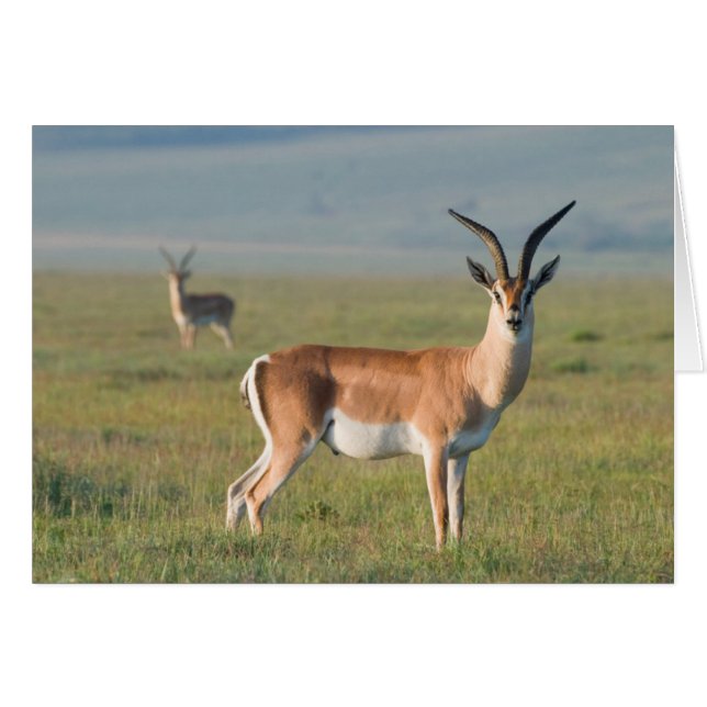 Grant’s Gazelle, Ngorongoro Crater, Ngorongoro (Vorderseite (Horizontal))