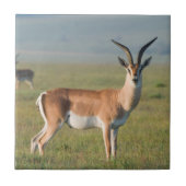 Grant’s Gazelle, Ngorongoro Crater, Ngorongoro Fliese (Vorderseite)