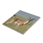 Grant’s Gazelle, Ngorongoro Crater, Ngorongoro Fliese (Seite)