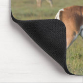 Grant’s Gazelle, Ngorongoro Crater, Ngorongoro Mousepad (Ecke)