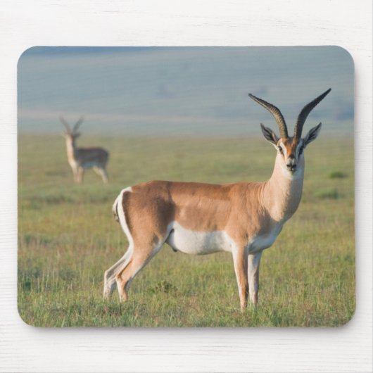 Grant’s Gazelle, Ngorongoro Crater, Ngorongoro Mousepad (Vorne)