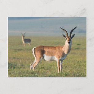 Grant’s Gazelle, Ngorongoro Crater, Ngorongoro Postkarte