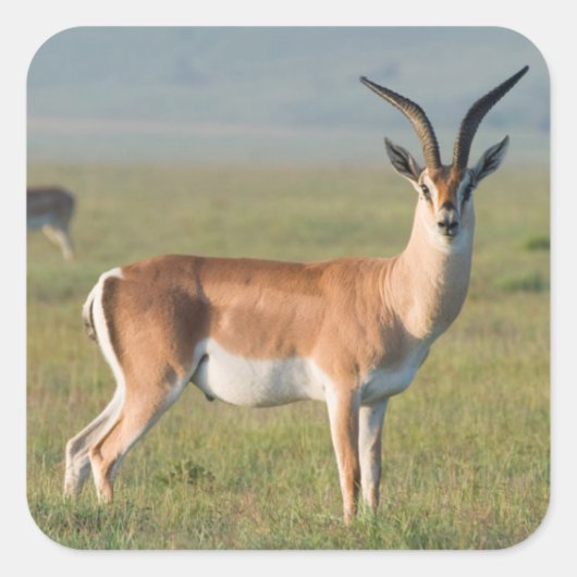Grant’s Gazelle, Ngorongoro Crater, Ngorongoro Quadratischer Aufkleber (Vorderseite)