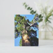 Grant Trees Sequoias Bark Branches Postkarte (Stehend Vorderseite)