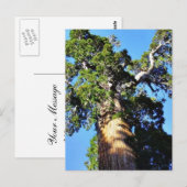 Grant Trees Sequoias Bark Branches Postkarte (Vorne/Hinten)
