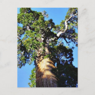 Grant Trees Sequoias Bark Branches Postkarte