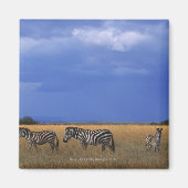 Grant Zebra 2 Magnet (Vorne)