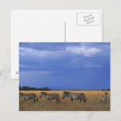 Grant Zebra 2 Postkarte (Vorne/Hinten)
