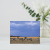 Grant Zebra 2 Postkarte (Stehend Vorderseite)