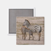 Grant Zebra 3 Magnet (Vorderseite/Rückseite)