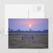 Grant Zebra 3 Postkarte (Vorne/Hinten)