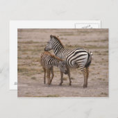 Grant Zebra 3 Postkarte (Vorne/Hinten)