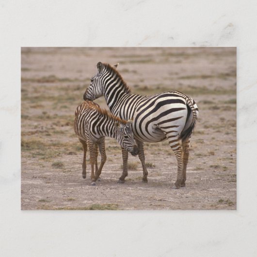 Grant Zebra 3 Postkarte (Vorderseite)