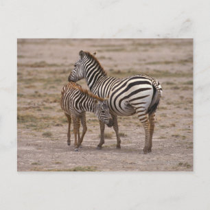 Grant Zebra 3 Postkarte