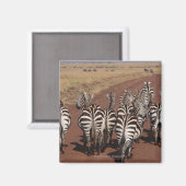 Grant Zebra 4 Magnet (Vorderseite/Rückseite)