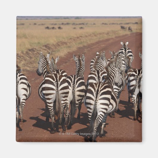 Grant Zebra 4 Magnet (Vorne)