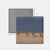 Grant Zebra 4 Magnet (Vorderseite/Rückseite)