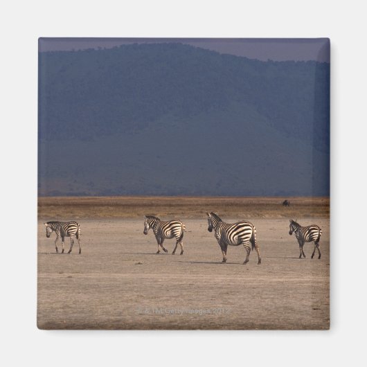 Grant Zebra 4 Magnet (Vorne)