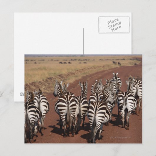 Grant Zebra 4 Postkarte (Vorne/Hinten)