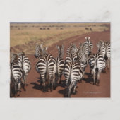 Grant Zebra 4 Postkarte (Vorderseite)