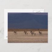 Grant Zebra 4 Postkarte (Vorne/Hinten)