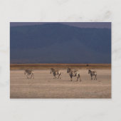 Grant Zebra 4 Postkarte (Vorderseite)