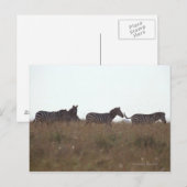 Grant Zebra 7 Postkarte (Vorne/Hinten)
