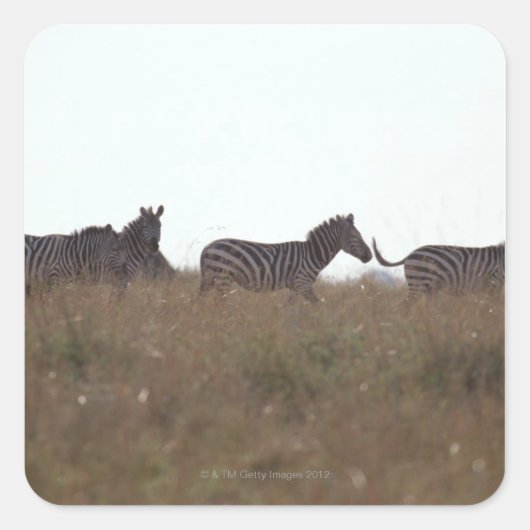 Grant Zebra 7 Quadratischer Aufkleber (Vorderseite)