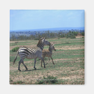Grant Zebra Magnet
