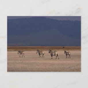 Grant Zebra Postkarte