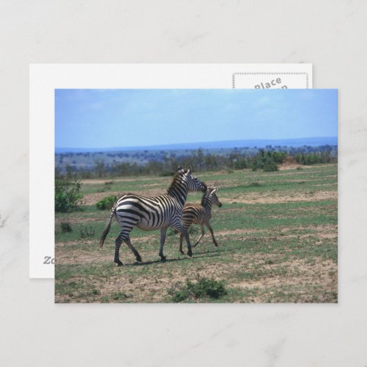 Grant Zebra Postkarte (Vorne/Hinten)