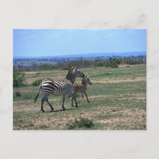 Grant Zebra Postkarte (Vorderseite)