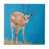 Grant's Gazelle (Gazella Granti) Ewe Portrait Fliese (Vorderseite)
