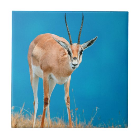 Grant's Gazelle (Gazella Granti) Ewe Portrait Fliese (Vorderseite)