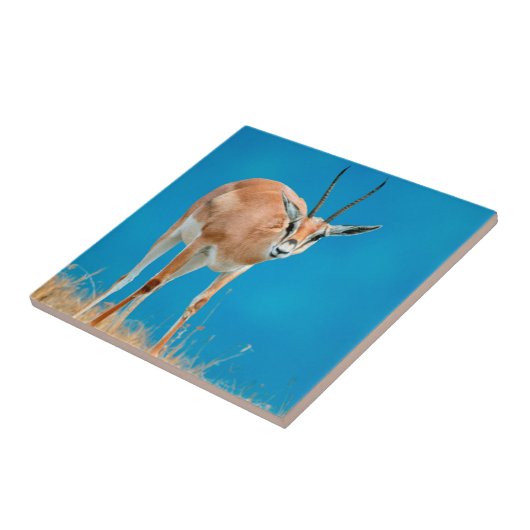 Grant's Gazelle (Gazella Granti) Ewe Portrait Fliese (Seite)