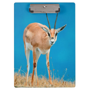 Grant's Gazelle (Gazella Granti) Ewe Portrait Klemmbrett