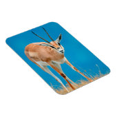Grant's Gazelle (Gazella Granti) Ewe Portrait Magnet (Rechte Seite)