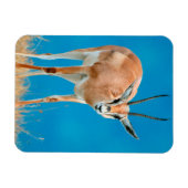 Grant's Gazelle (Gazella Granti) Ewe Portrait Magnet (Horizontal)