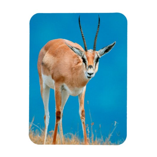 Grant's Gazelle (Gazella Granti) Ewe Portrait Magnet (Vertikal)