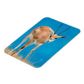 Grant's Gazelle (Gazella Granti) Ewe Portrait Magnet (Linke Seite)