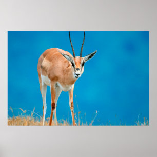 Grant's Gazelle (Gazella Granti) Ewe Portrait Poster