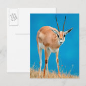 Grant's Gazelle (Gazella Granti) Ewe Portrait Postkarte (Vorne/Hinten)
